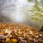 Herbstblätter am Waldboden an einem nebeligen Morgen