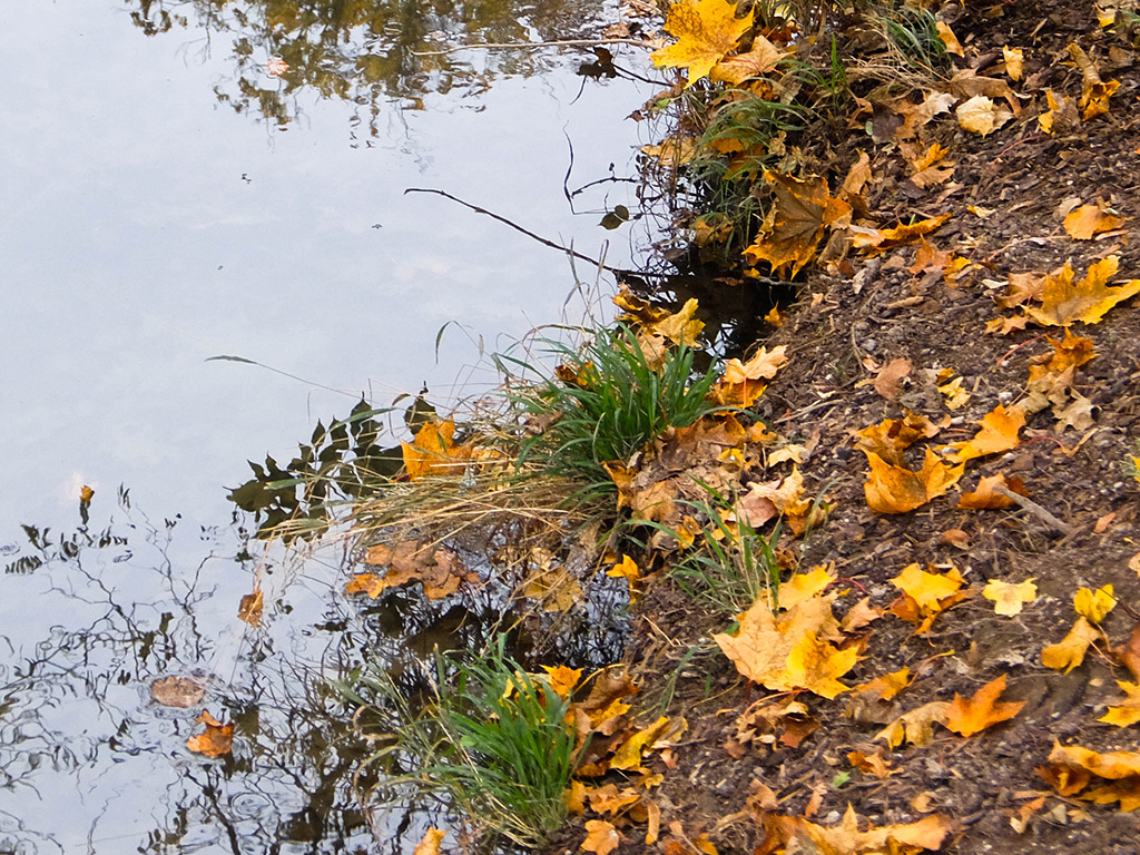 Herbstblätter am Wasser