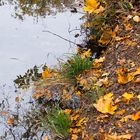 Herbstblätter am Wasser