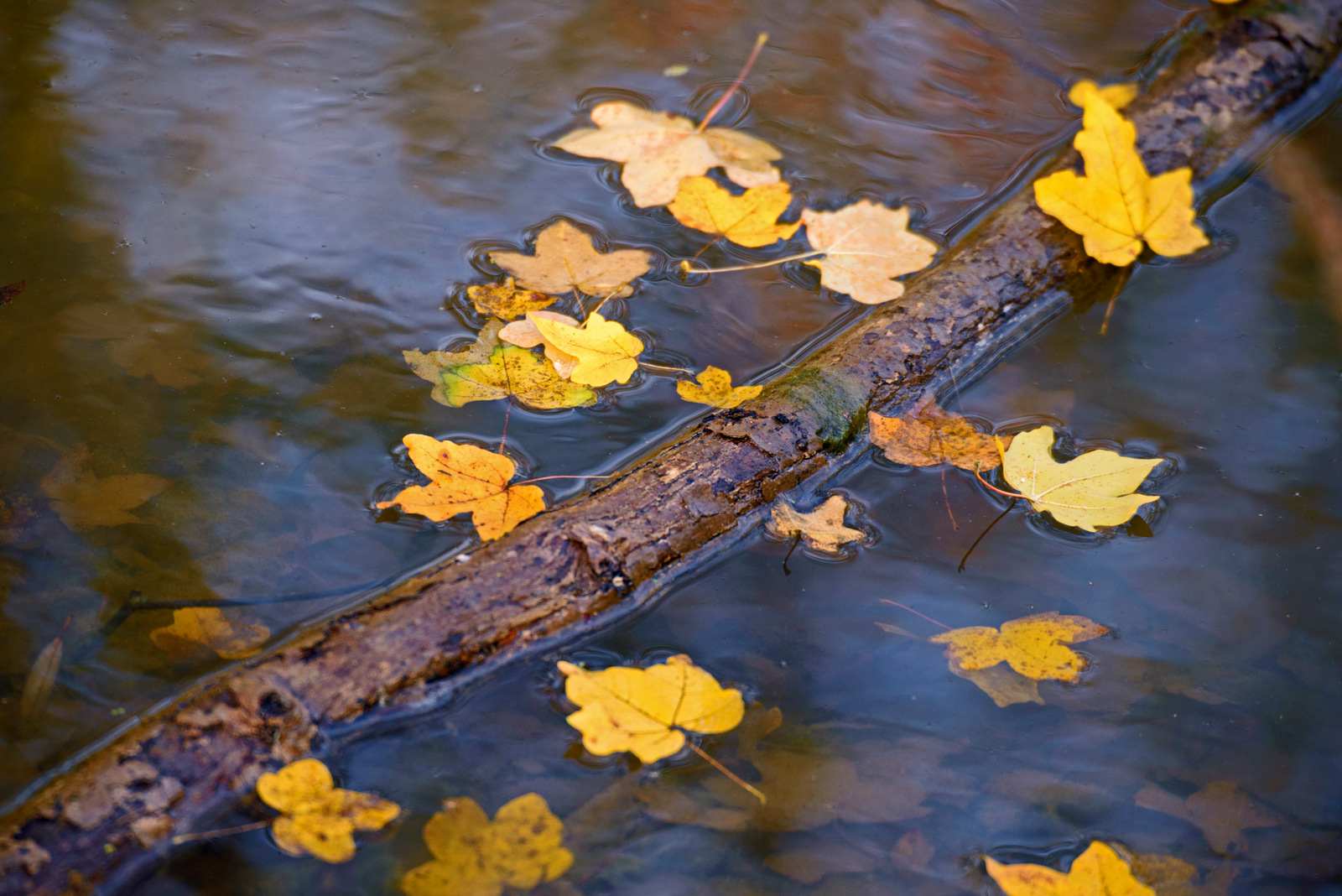 Herbstblätter am Wasser.