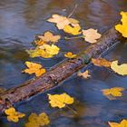 Herbstblätter am Wasser.