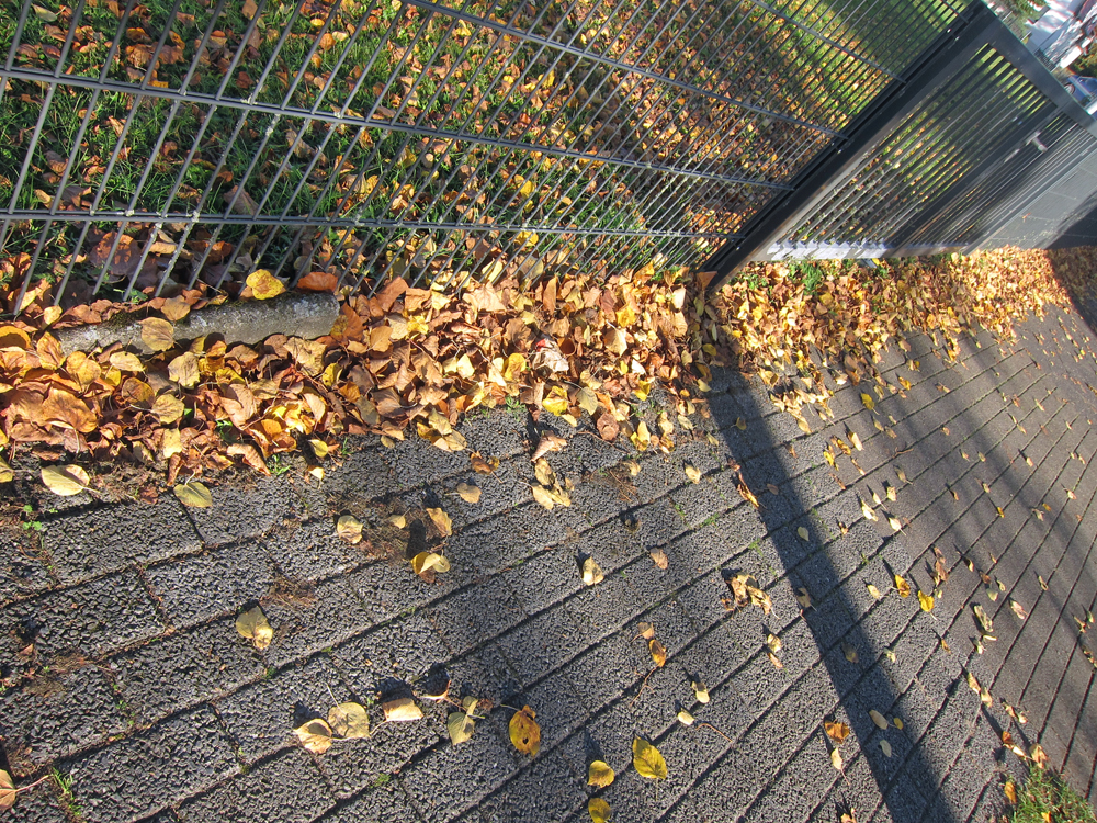 Herbstblätter am Zaun