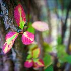 Herbstblätter an einem Strauch im Park