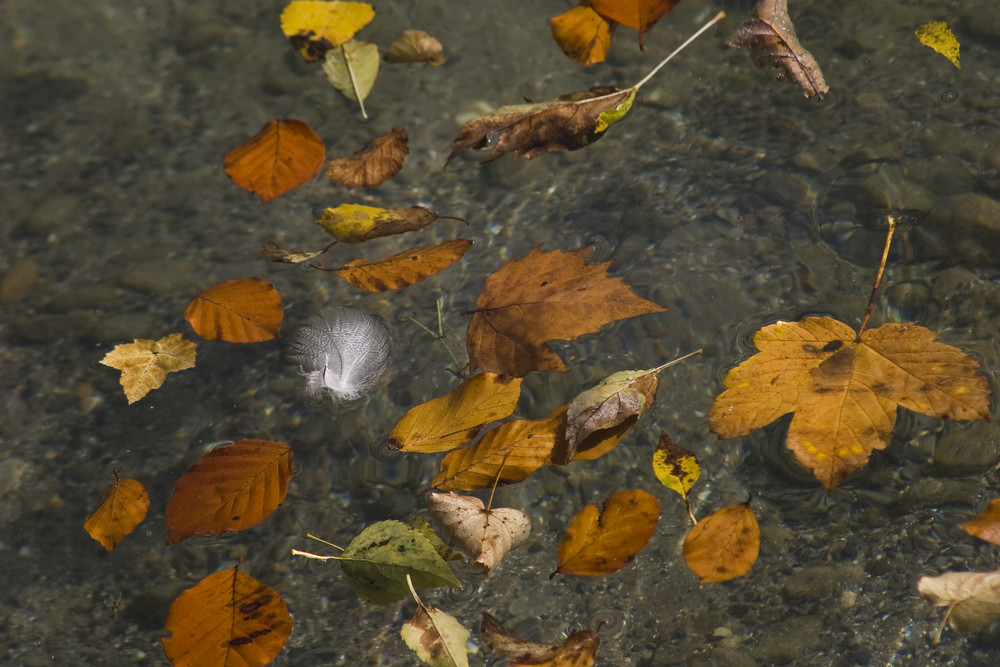 Herbstblätter auf dem Bodensee