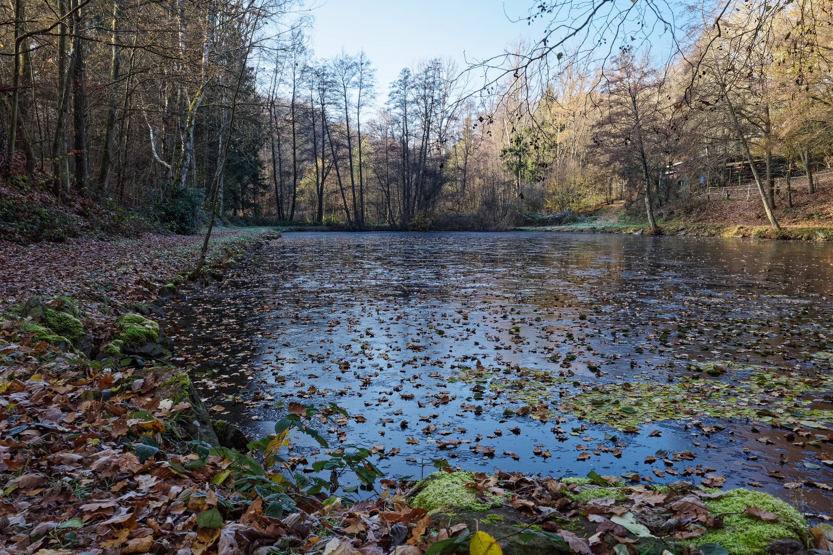 Herbstblätter auf dem Lasbachteich