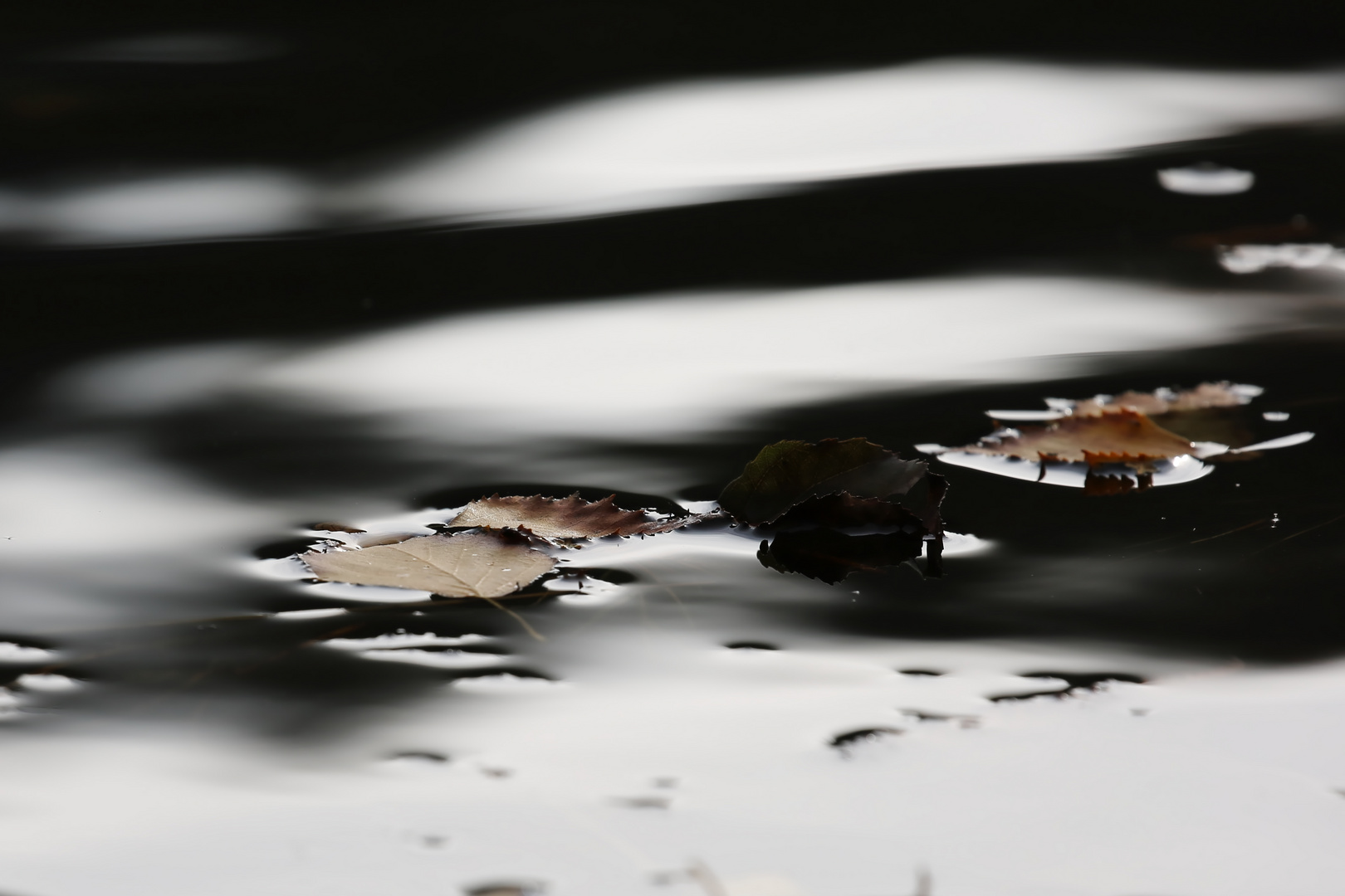 Herbstblätter auf dem See