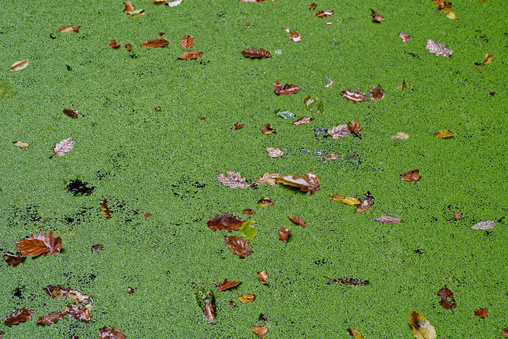 Herbstblätter auf dem Waldteich