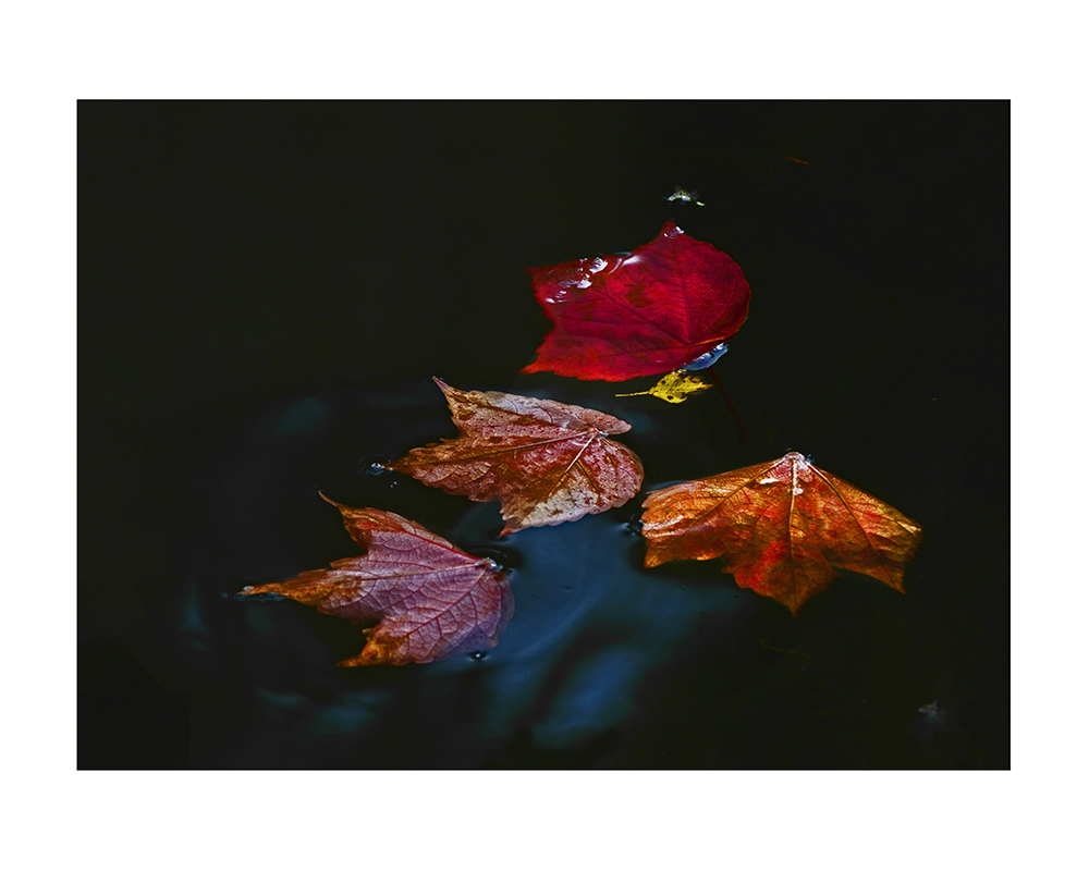 Herbstblätter auf einem Teich.