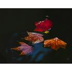 Herbstblätter auf einem Teich.