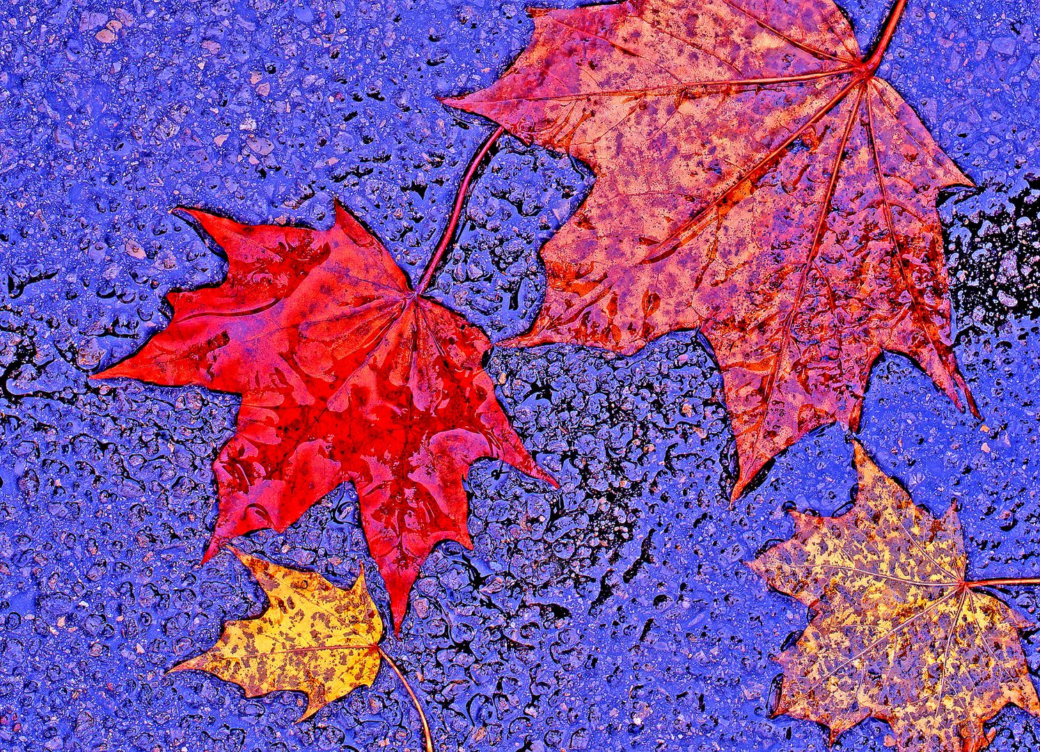 Herbstblätter auf regennaßer Straße