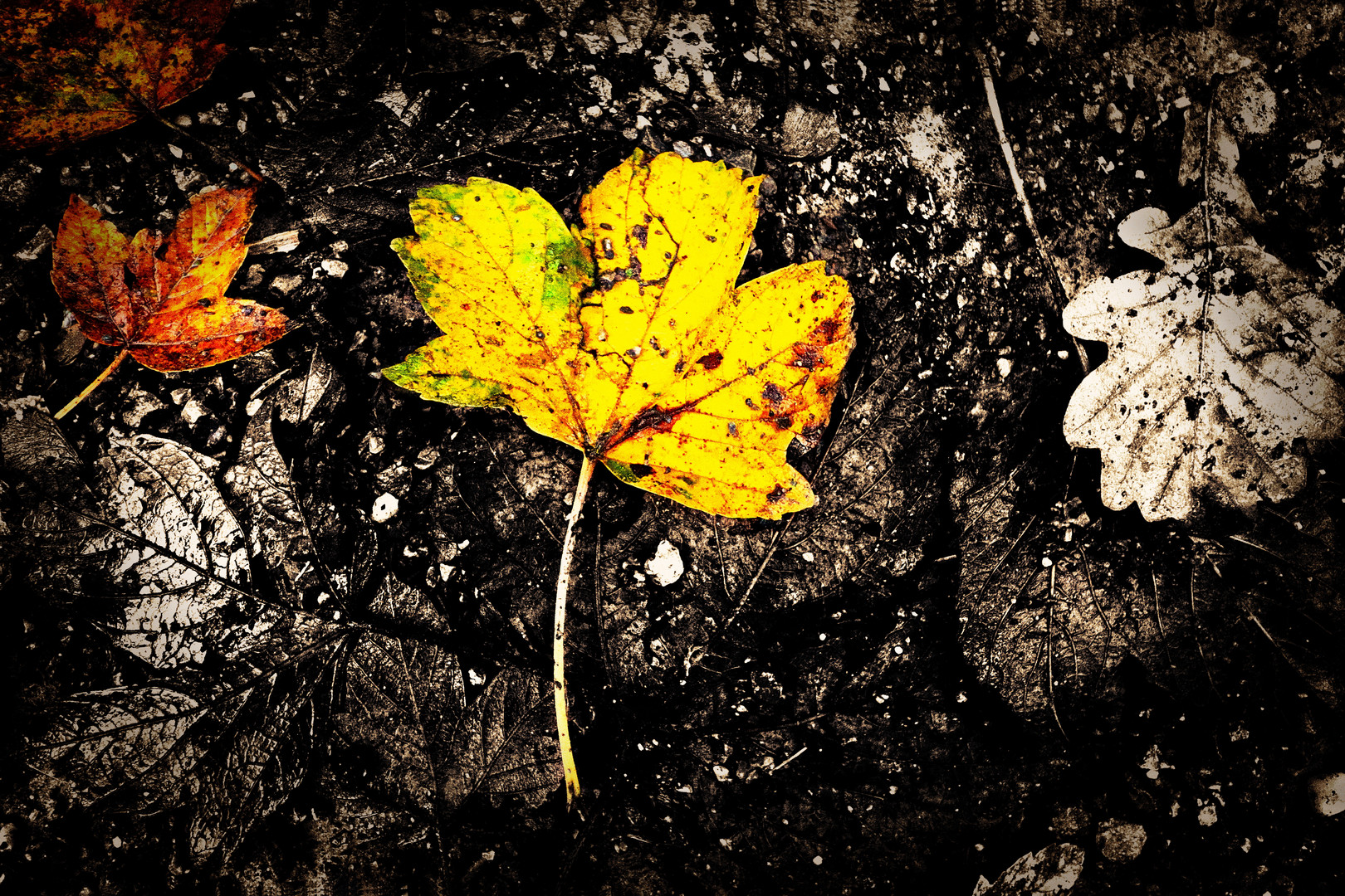 Herbstblätter auf Waldweg