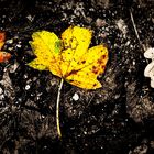 Herbstblätter auf Waldweg