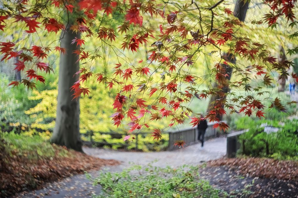 Herbstblätter