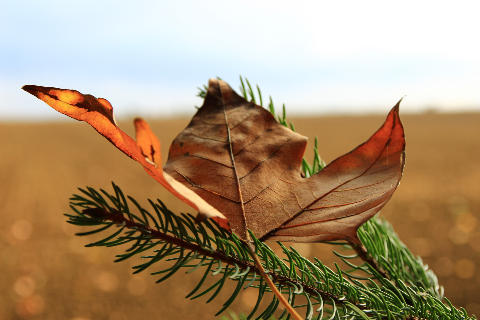 Herbstblätter