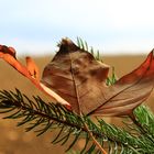 Herbstblätter