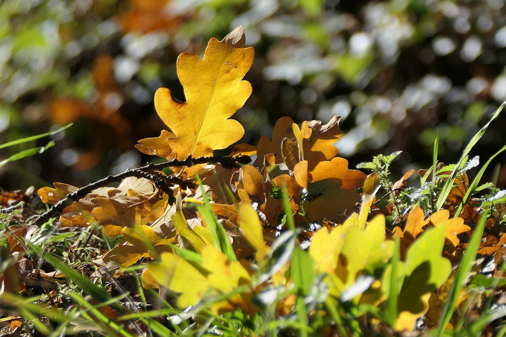 Herbstblätter