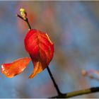 Herbstblätter