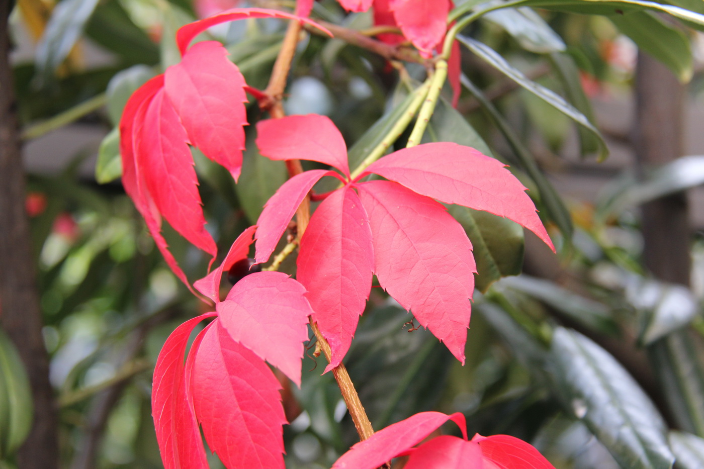 Herbstblätter