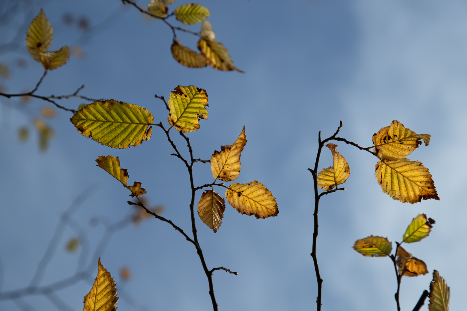 Herbstblätter