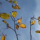 Herbstblätter