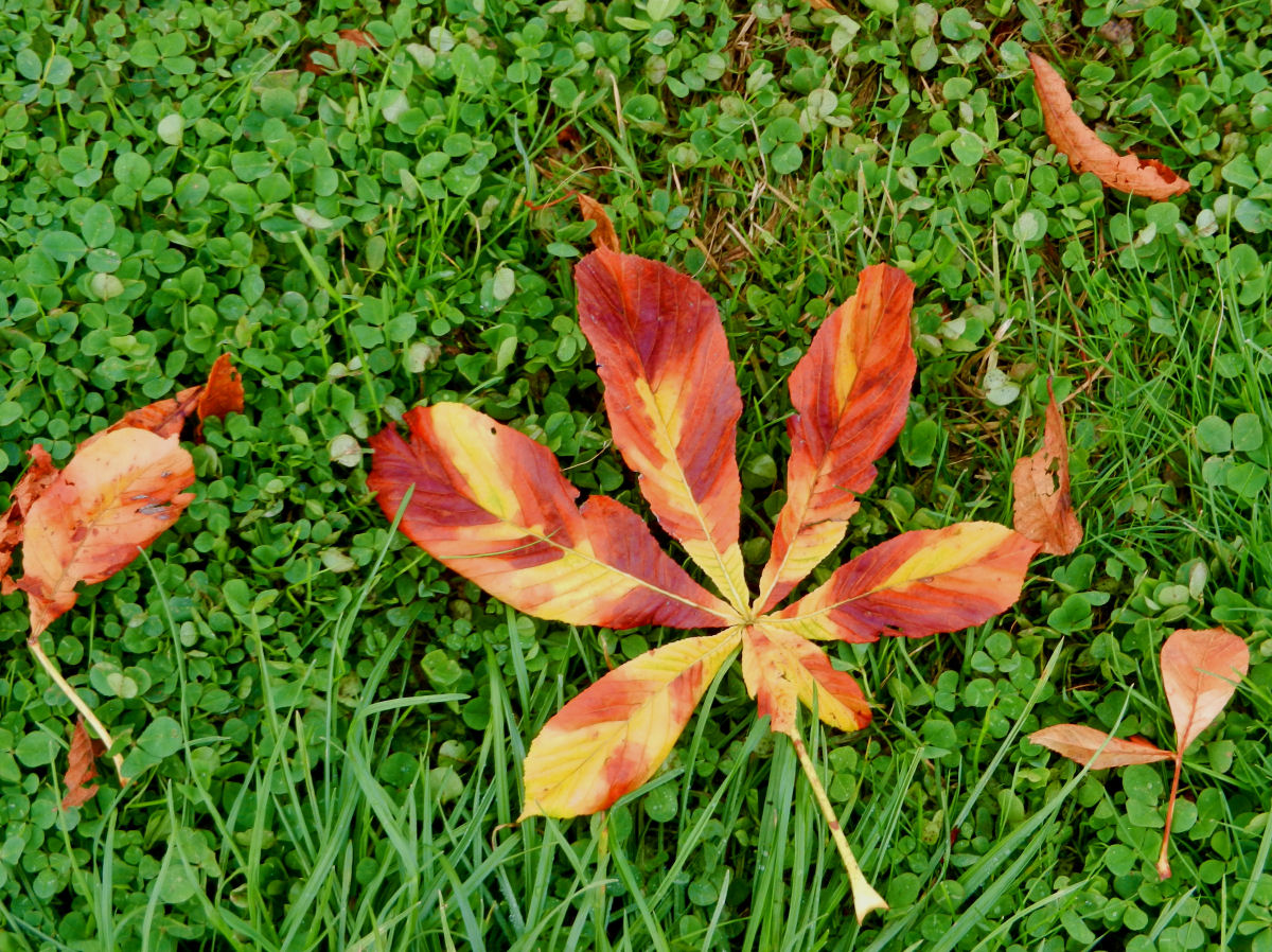 Herbstblätter