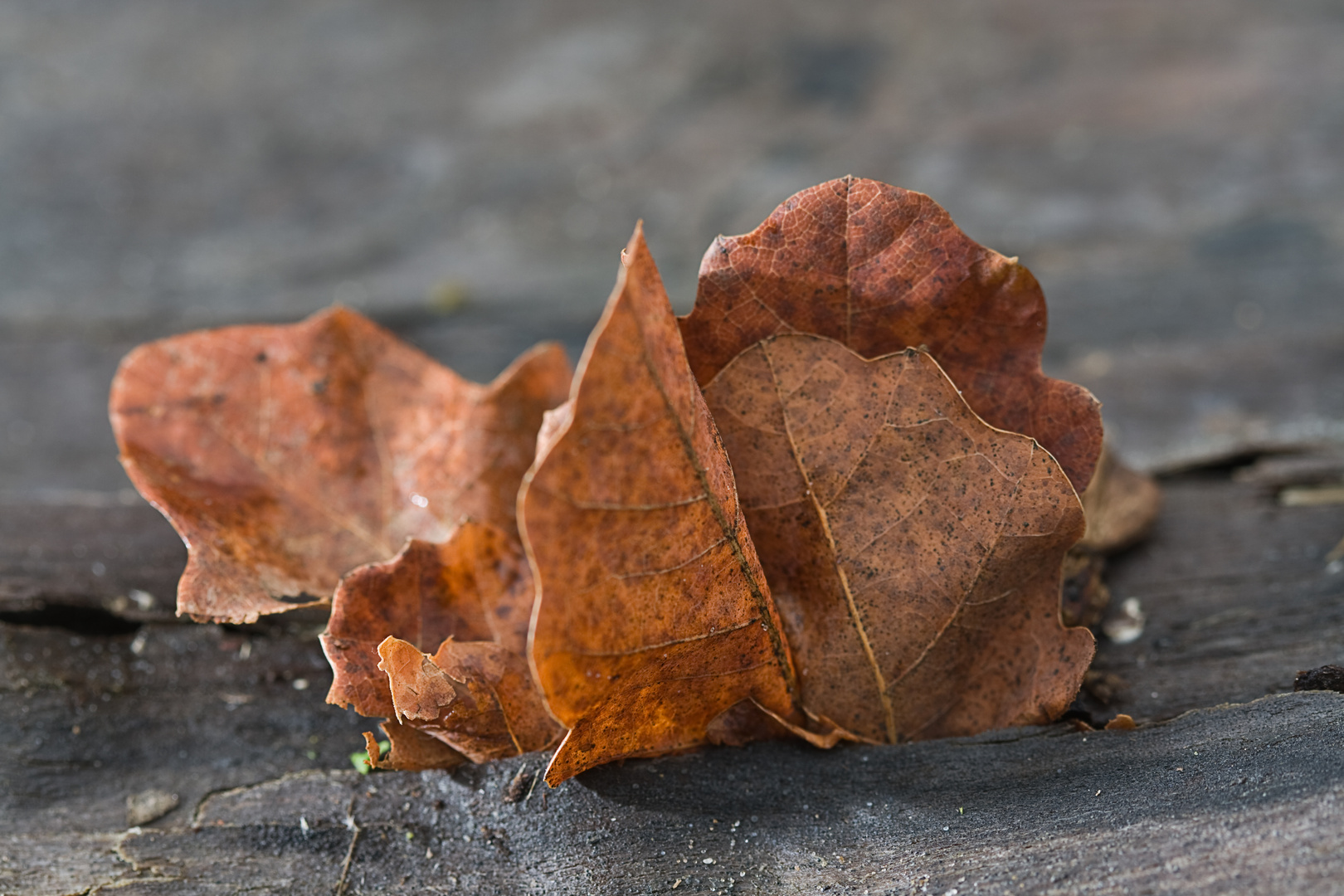 Herbstblätter