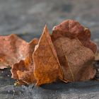 Herbstblätter