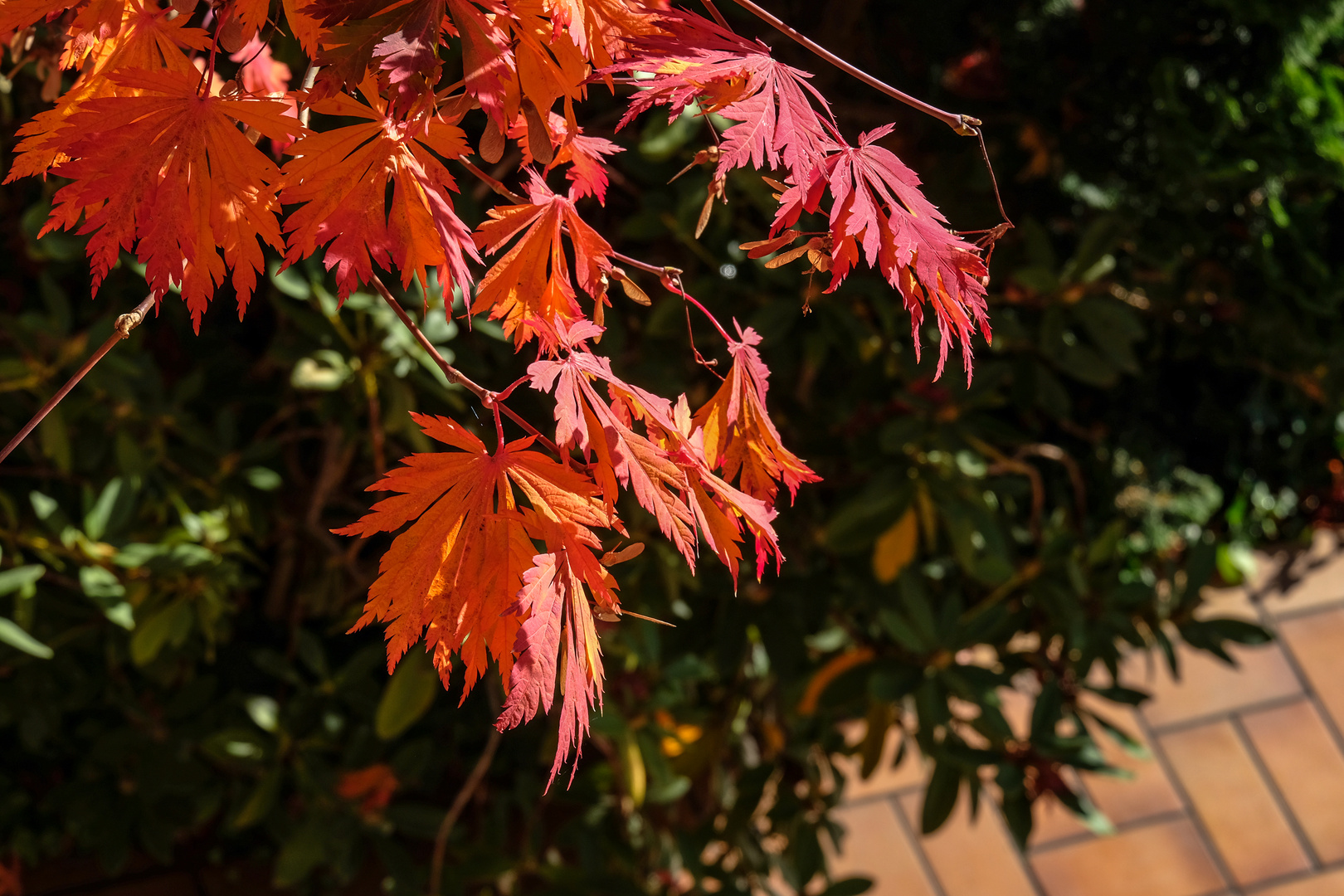 Herbstblätter