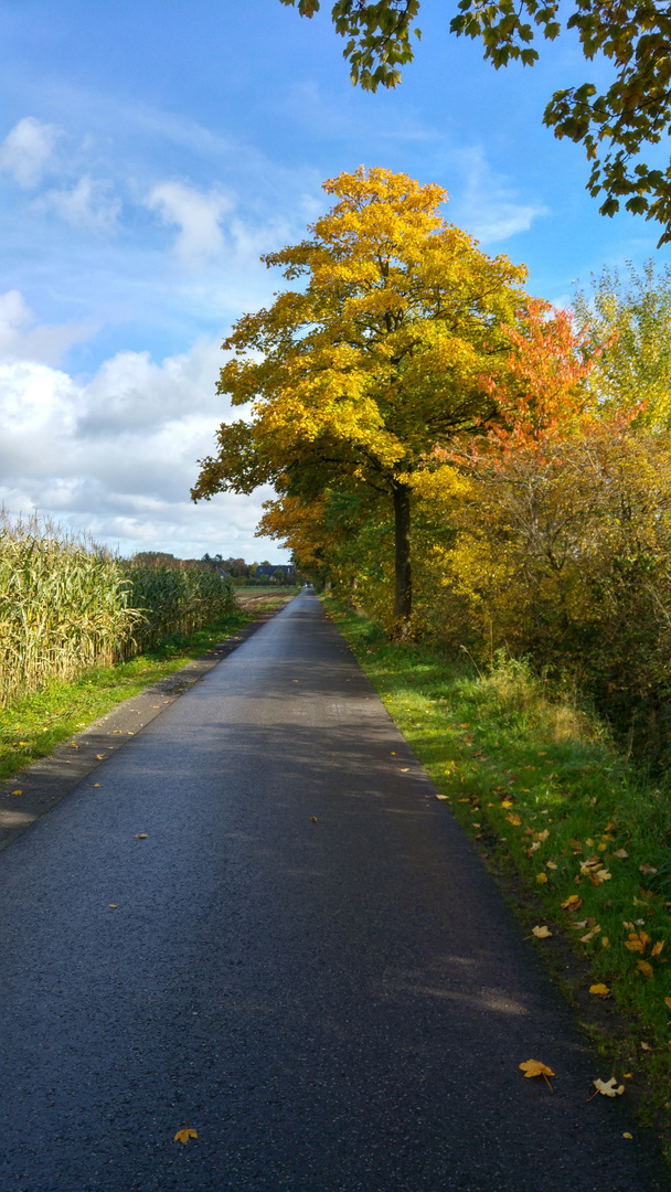 Herbstblätter beim Joggen