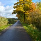 Herbstblätter beim Joggen