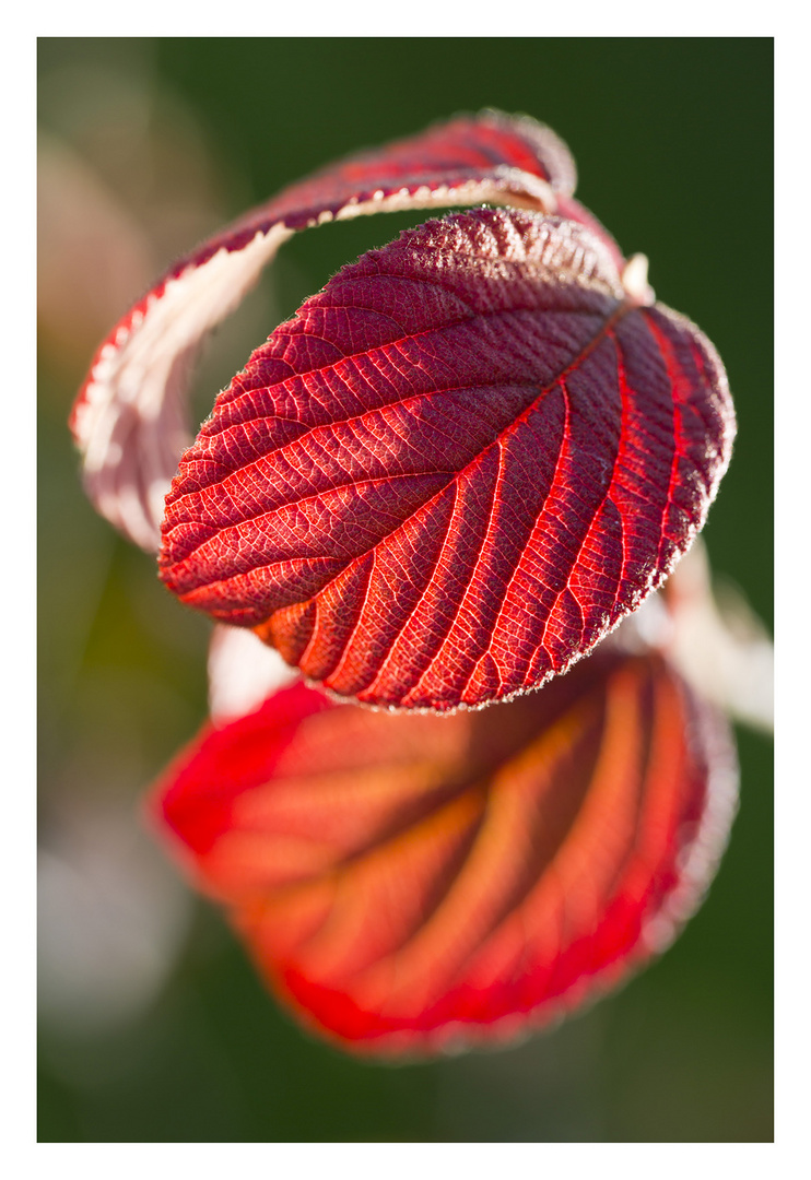 Herbstblätter