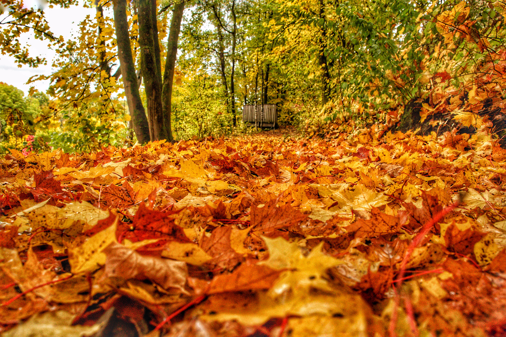 Herbstblätter