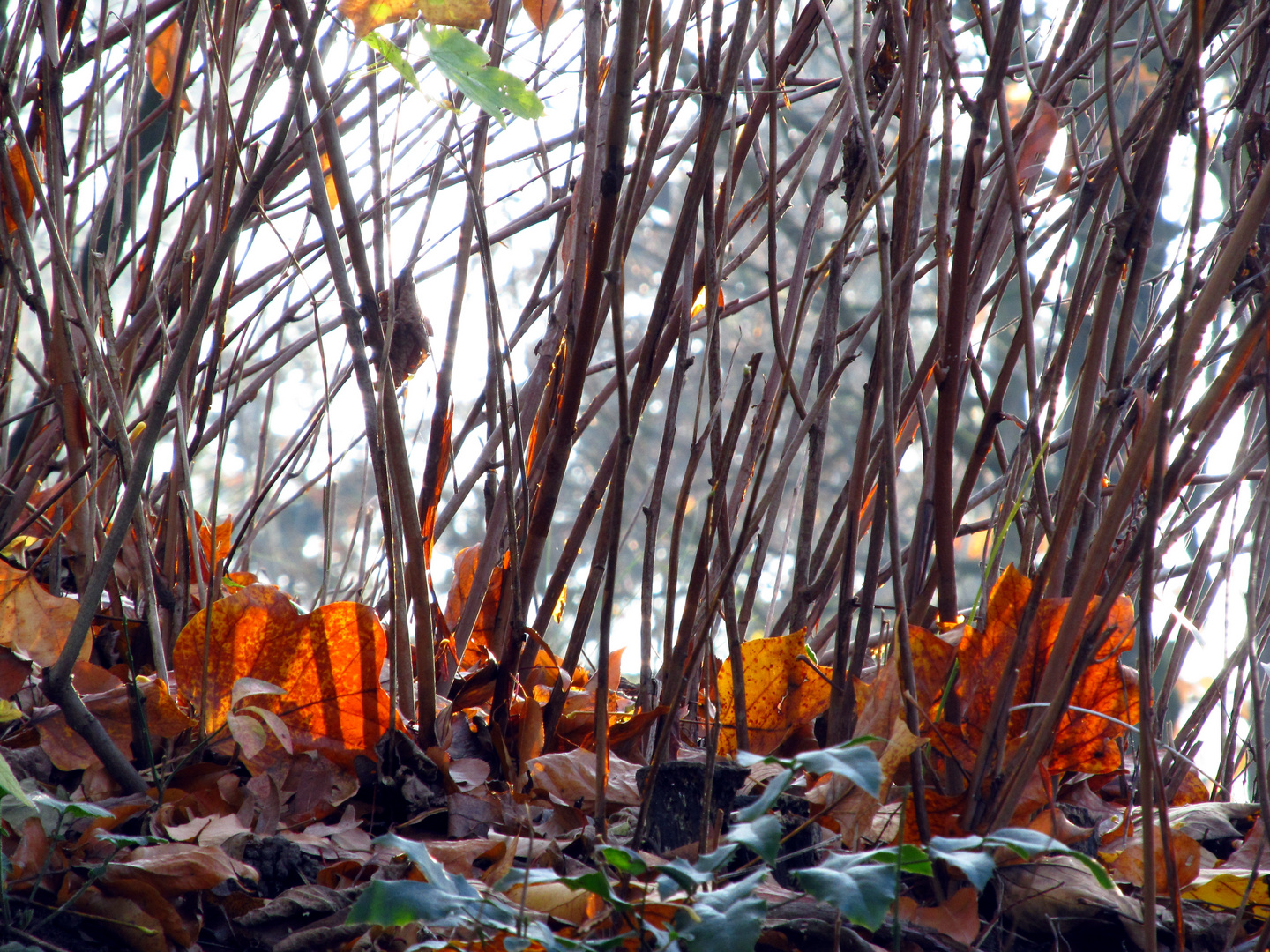 Herbstblätter