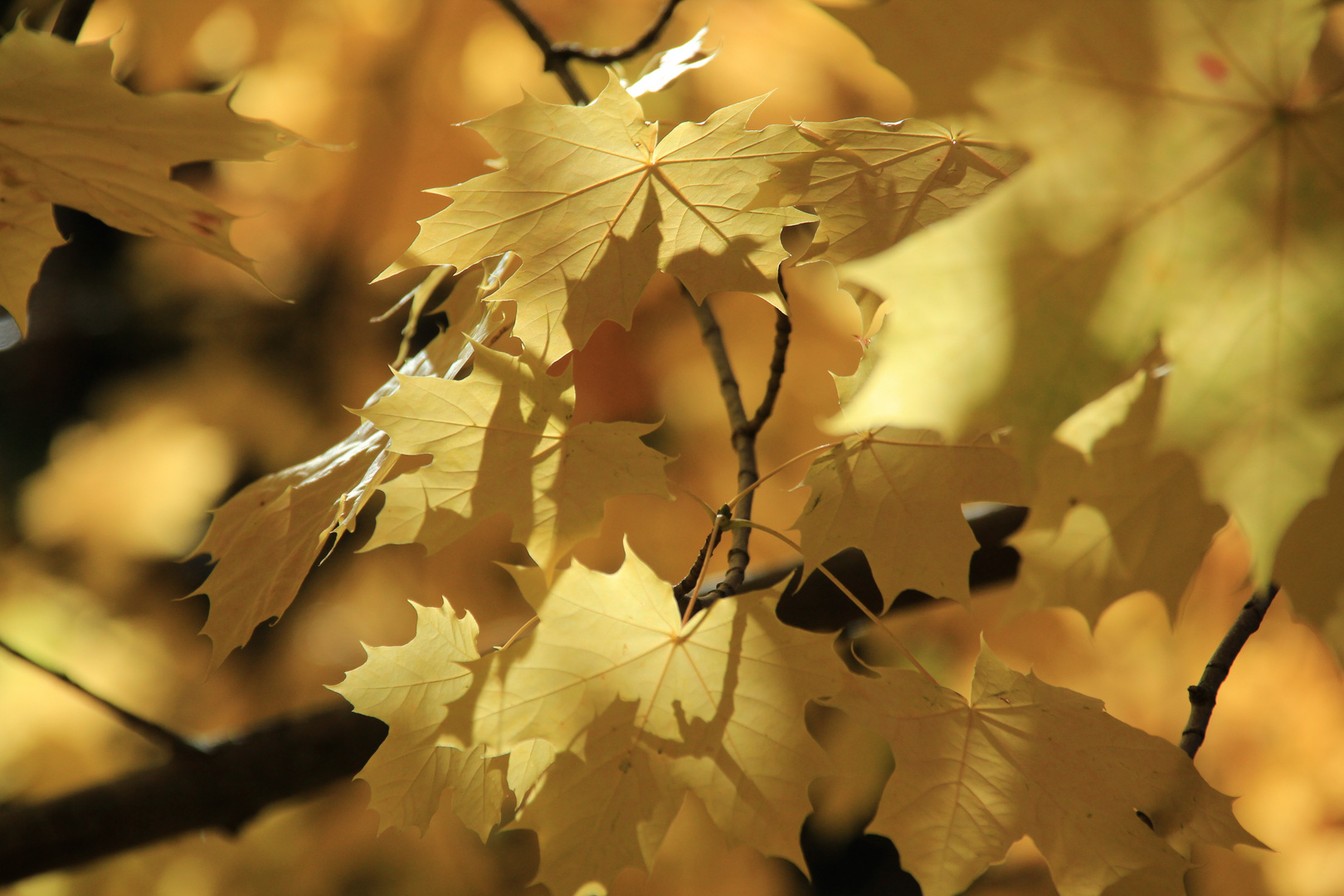 Herbstblätter