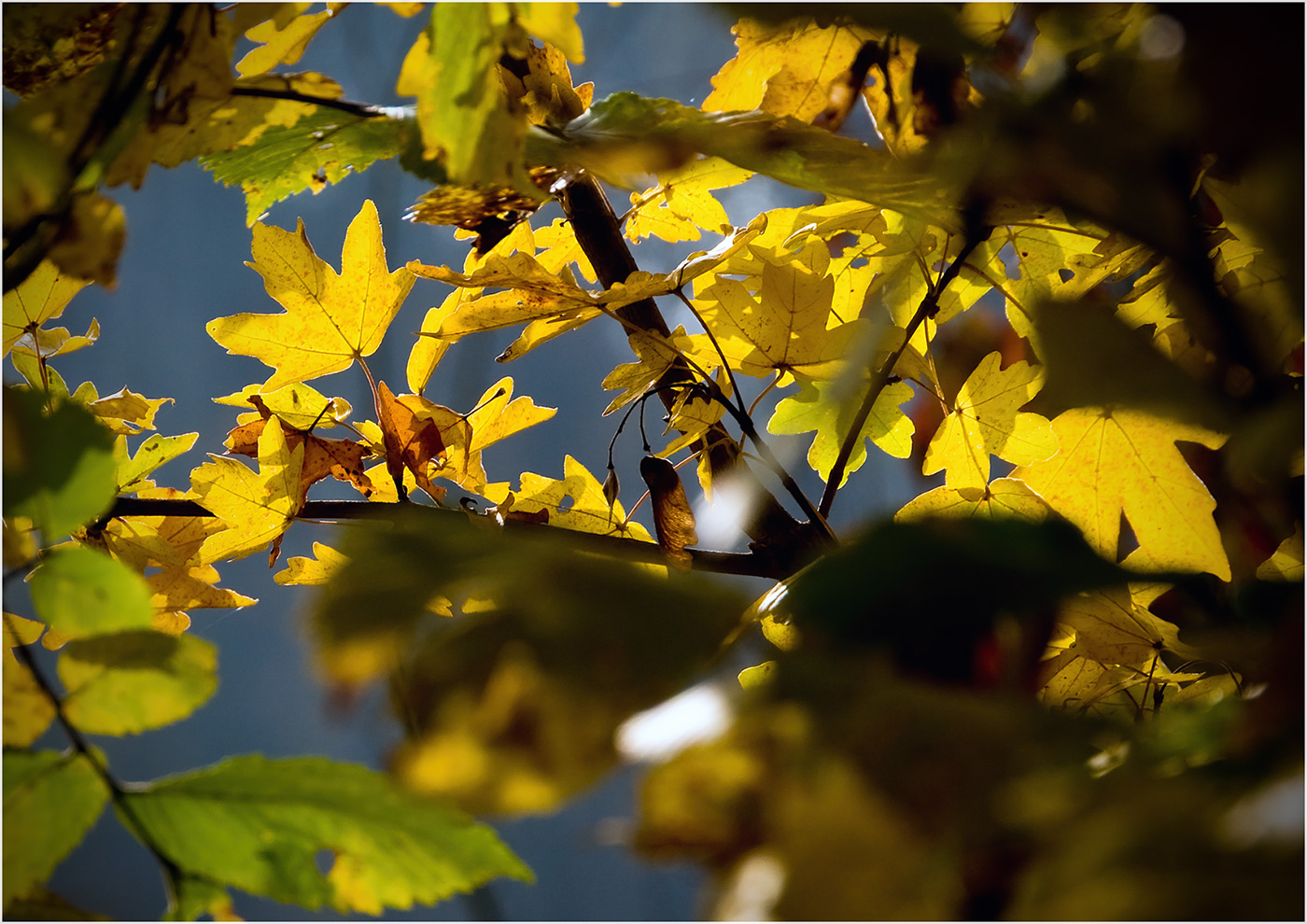 Herbstblätter