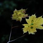 Herbstblätter