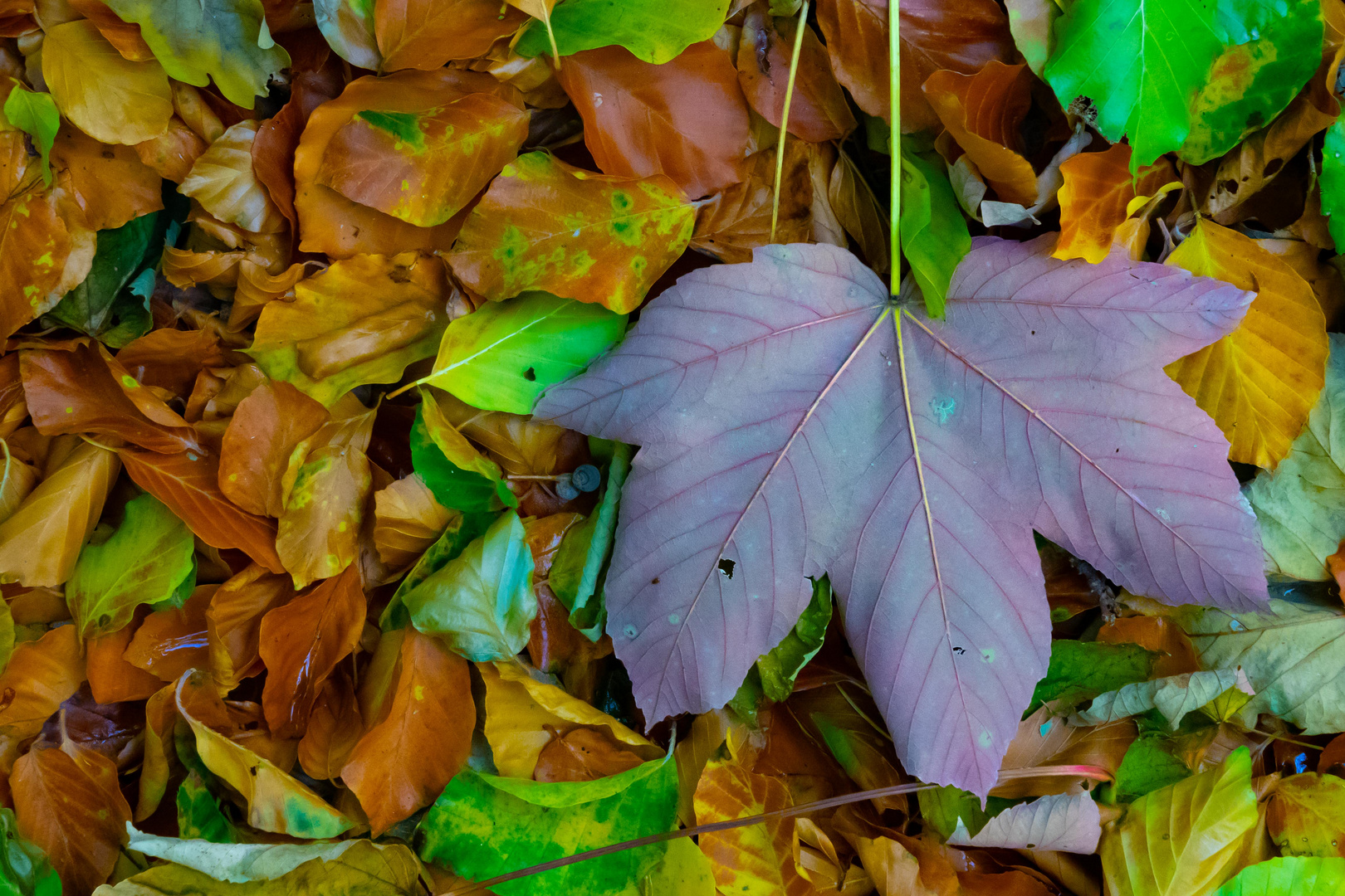 Herbstblätter