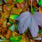 Herbstblätter