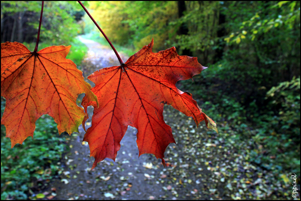 Herbstblätter