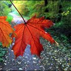 Herbstblätter