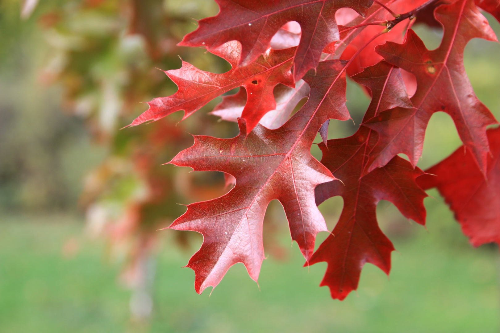 Herbstblätter