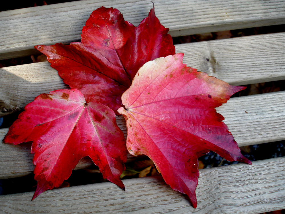 Herbstblätter