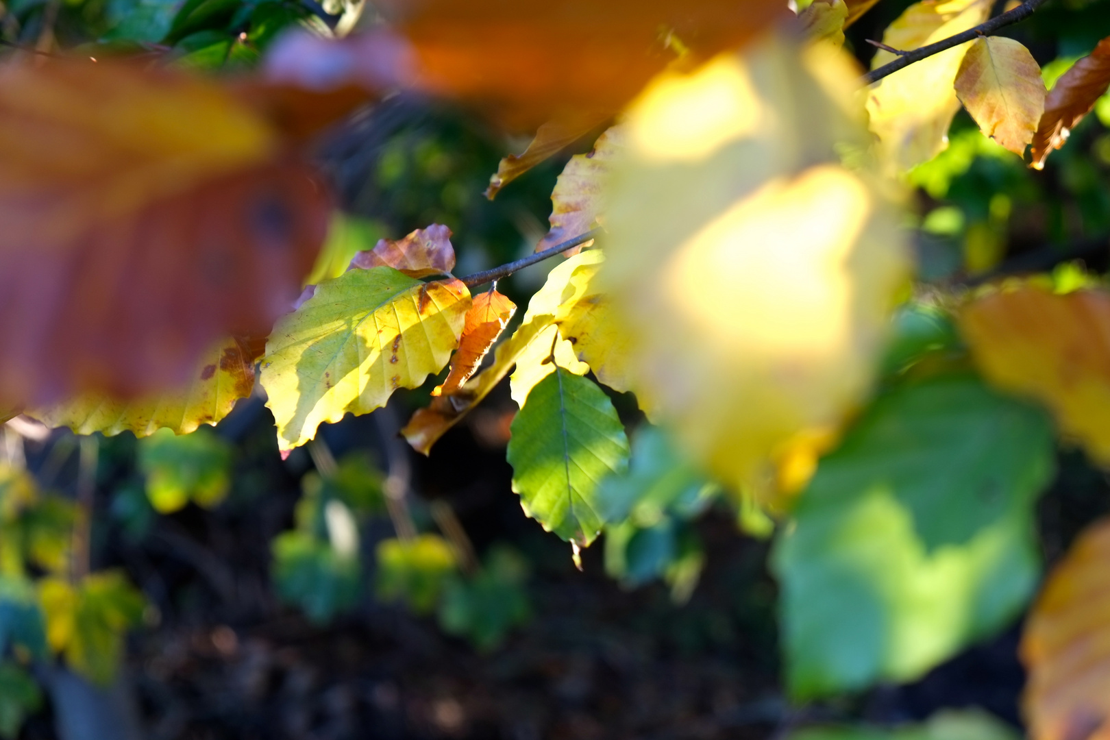 Herbstblätter