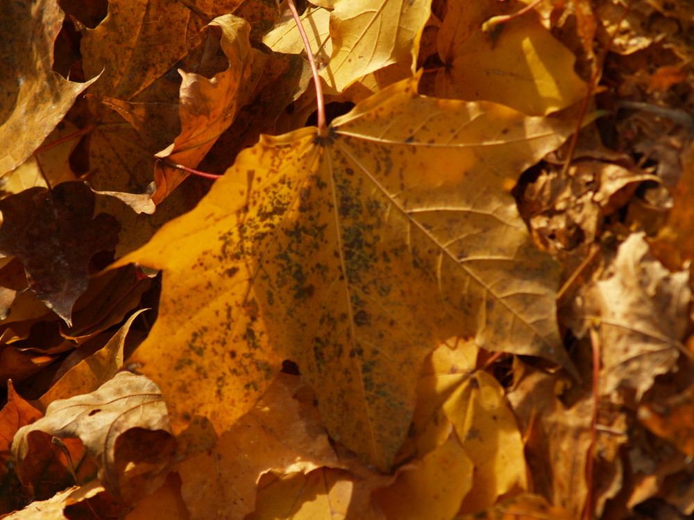 herbstblätter