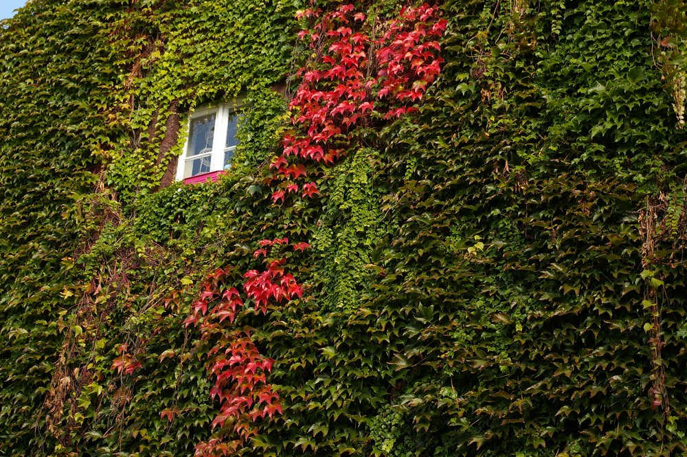 Herbstblätter