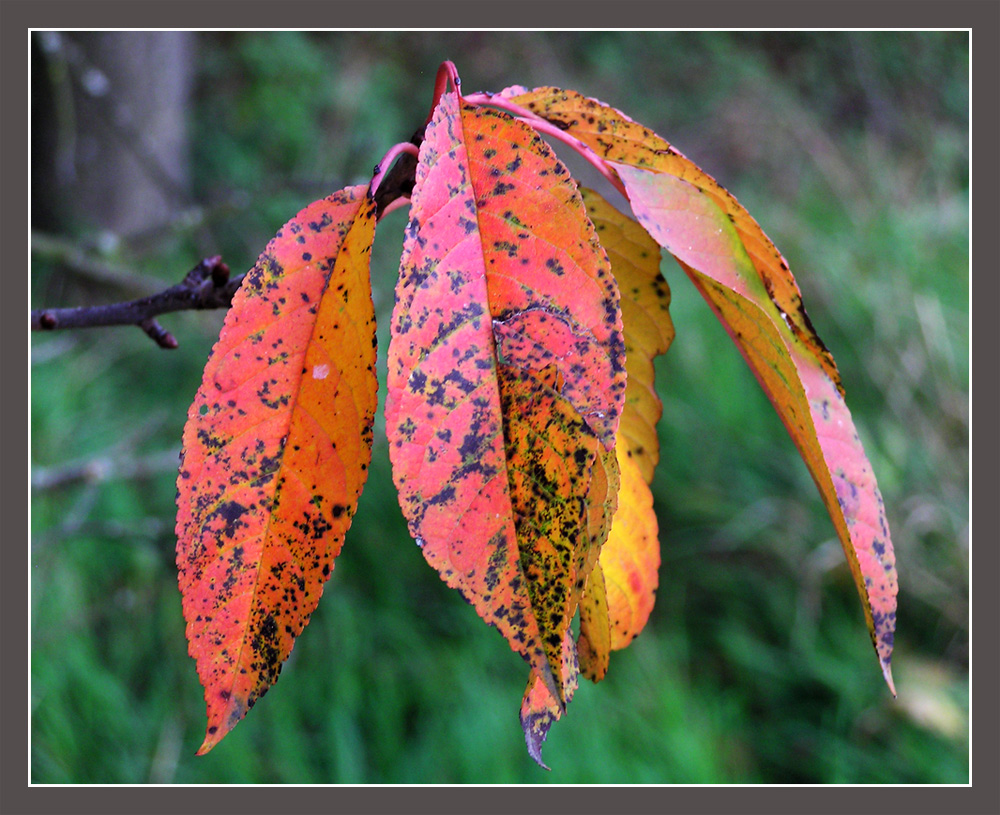 Herbstblätter