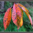 Herbstblätter