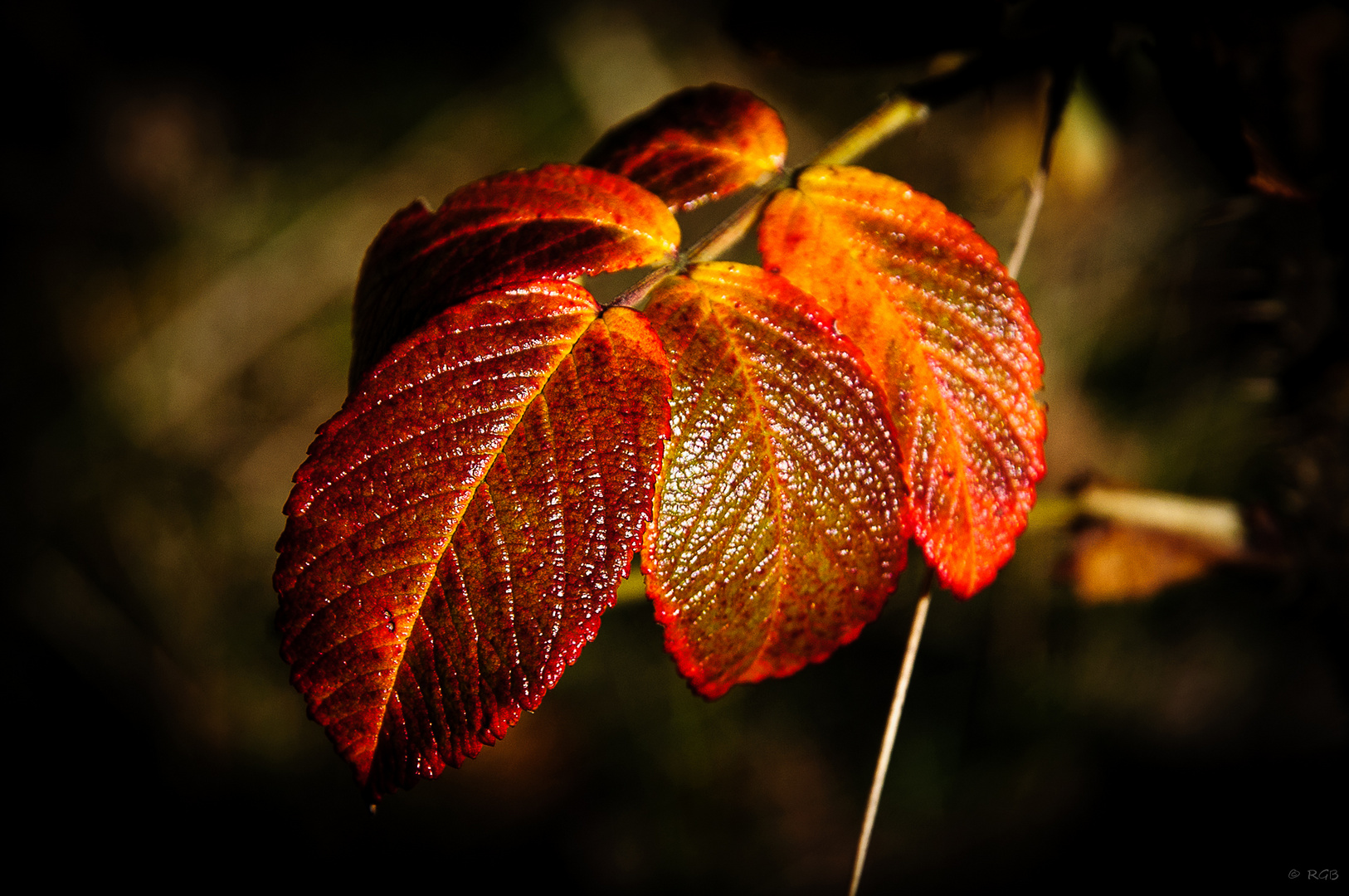 Herbstblätter