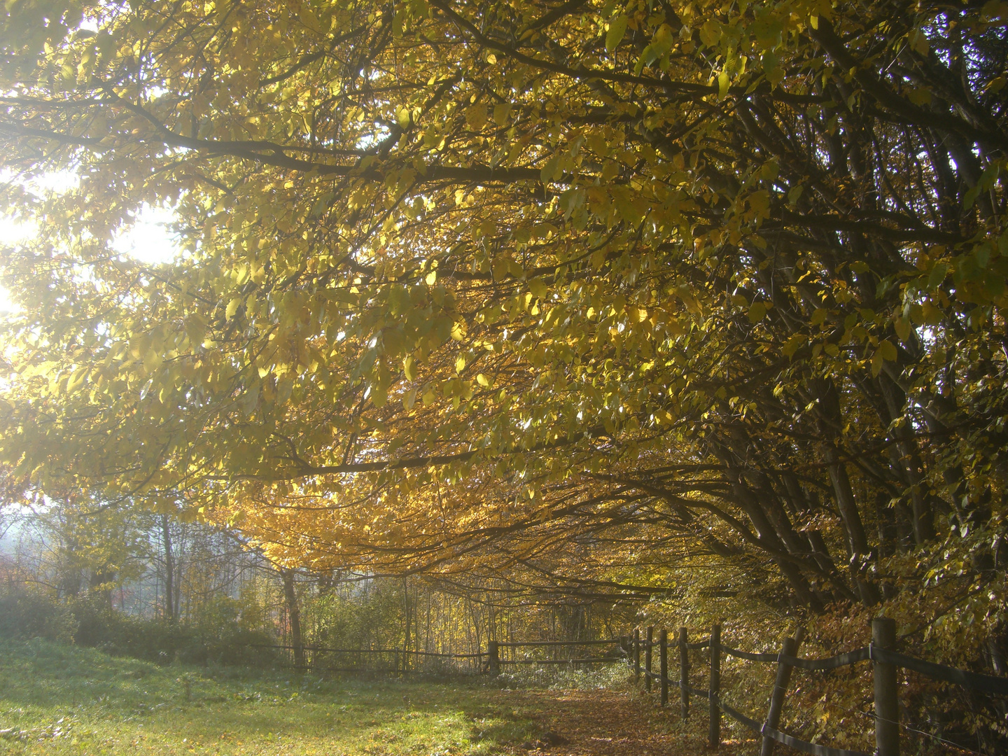 Herbstblätter