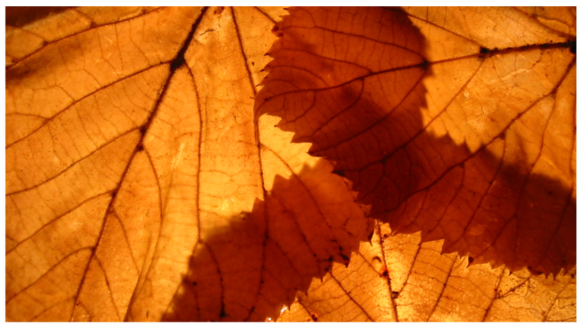 Herbstblätter